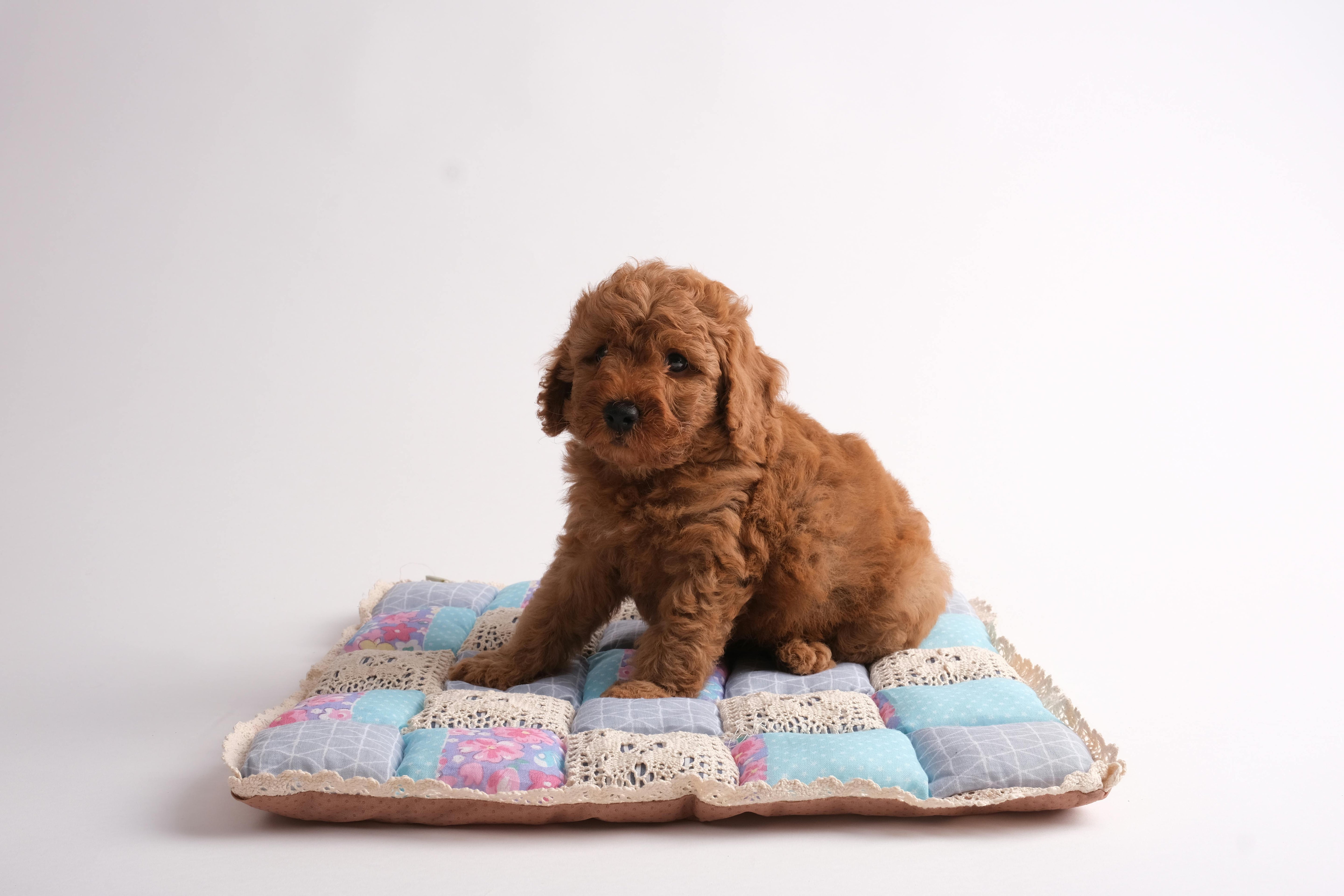 Pet Cushions and Beds